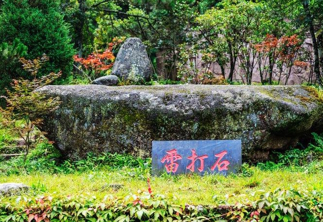井岡有朵不敗的花